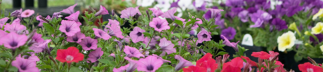 buy Annuals and Perennials