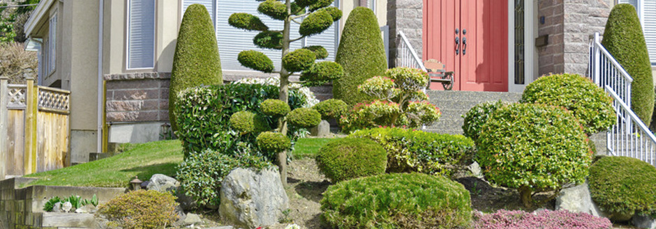 shrubs in front of house