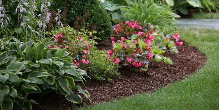 flower bed with mulch