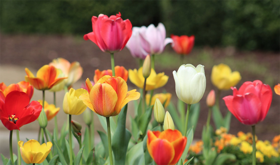 tulips of different colors