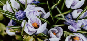 purple colored perennials