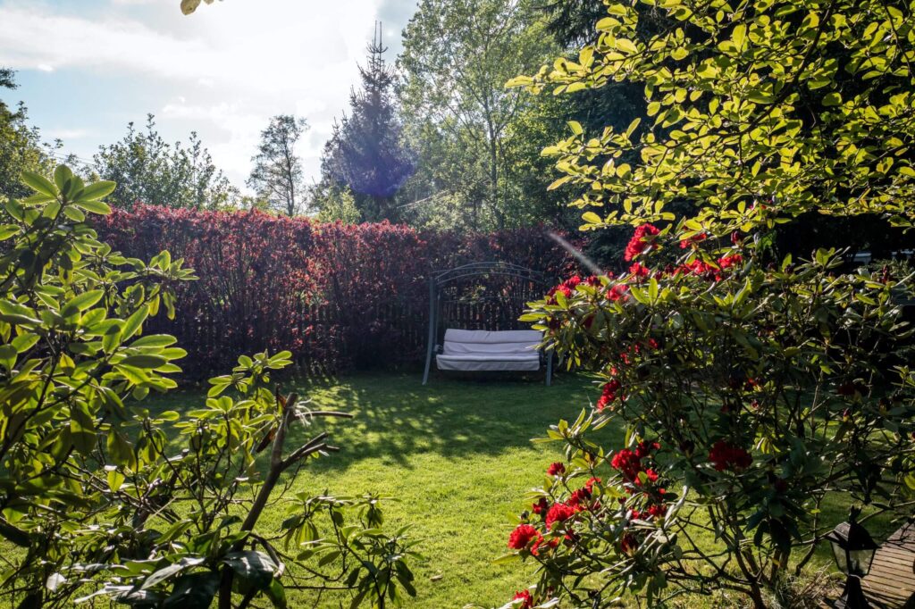pruned backyard landscape