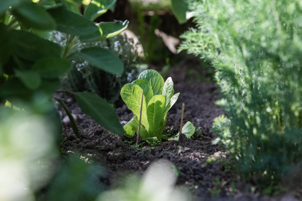 lettuce growing in garden