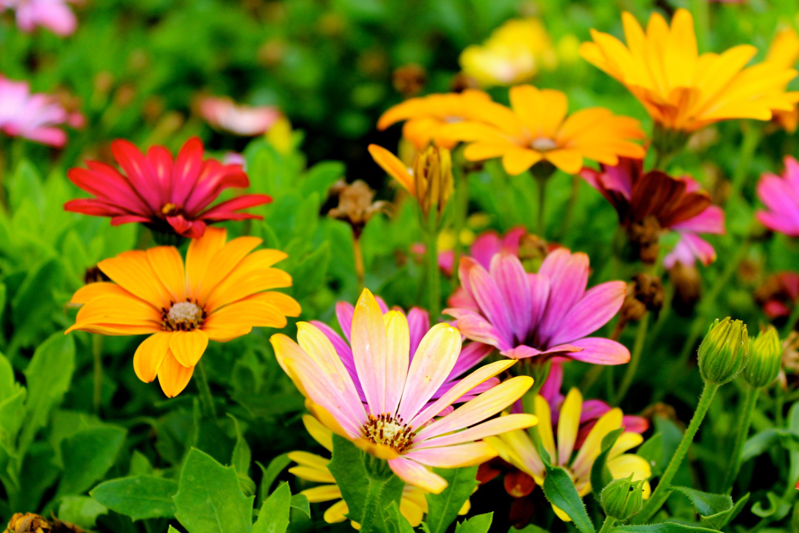 colorful orange, yellow, and pink flowers