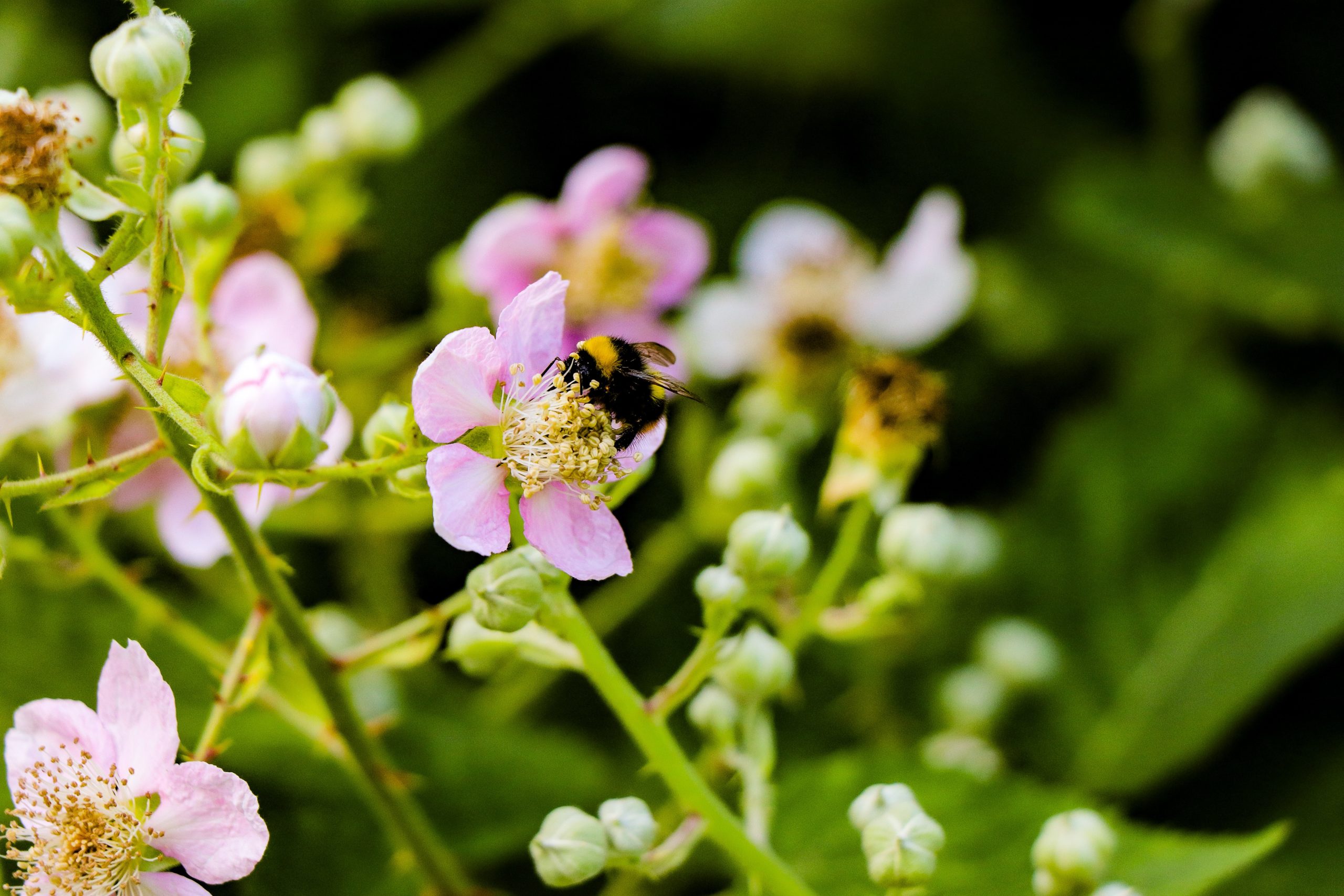 bee in pollinator garden