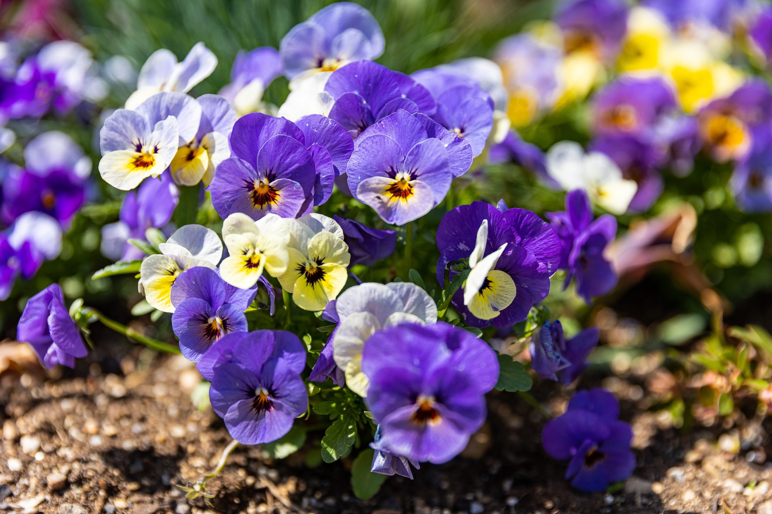 purple and yellow pansies in garden