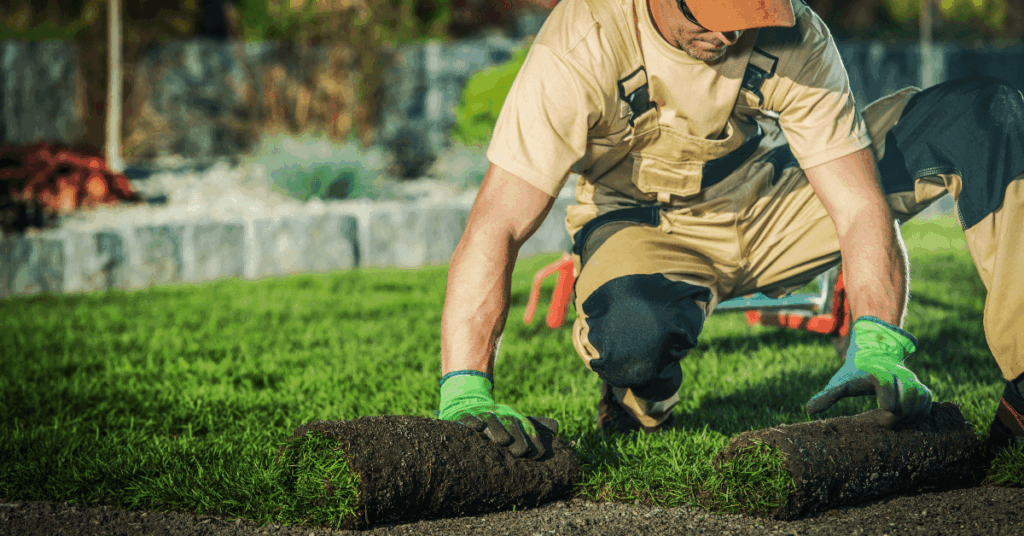 landscaping contractor rolling out grass