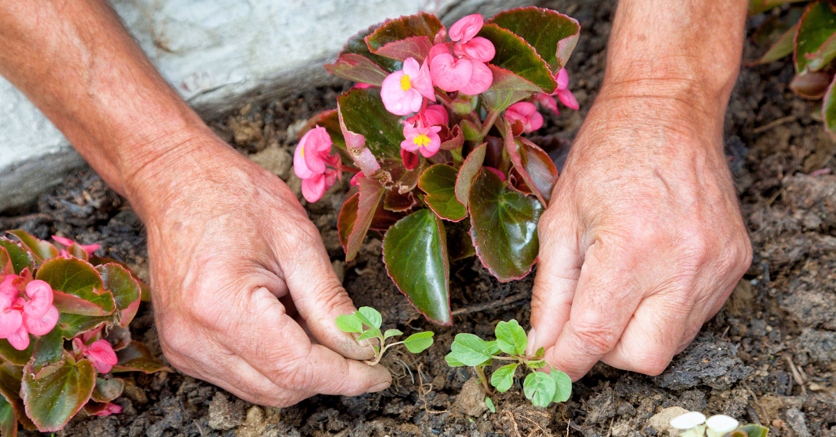 elderly hands pulling weeds from flower garden