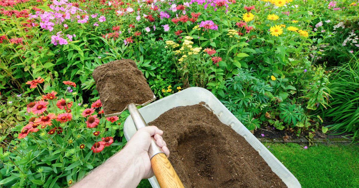landscaper shoveling topsoil from wheelbarrow into a flower garden