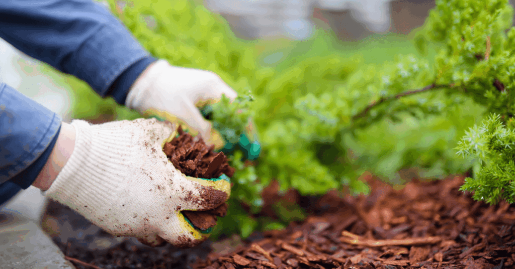 landscaper placing red mulch in a garden