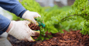 landscaper placing red mulch in a garden