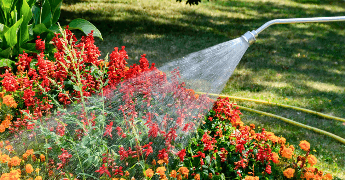 colorful red and orange flowers being watered