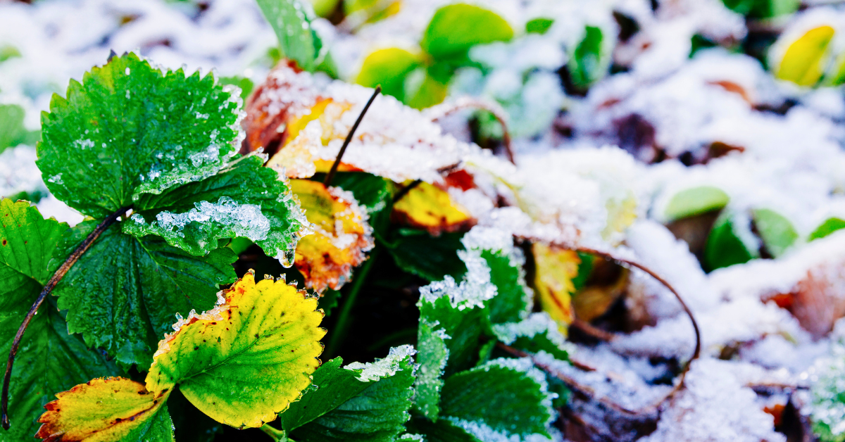 garden plants covered in snow in need of winter mulching