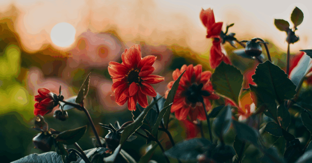 Fall flowers in fall landscaping