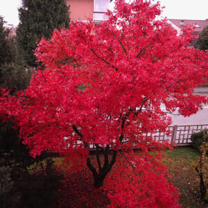 Acer Rubrum - Red Maple