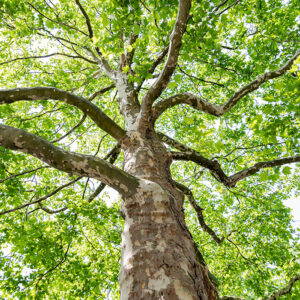 Platanus Exclamation – Sycamore