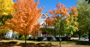 Fall Landscaping in the DMV: Mulching, Seeding & Sodding Tips