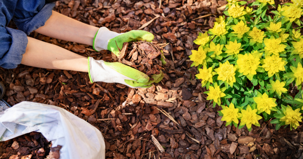 Woman placing mulch around her flowers