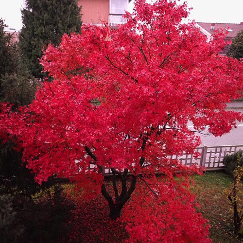 Acer Rubrum - Red Maple