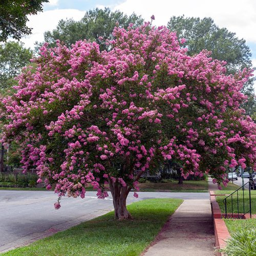 Crape Myrtle by RELS Landscaping
