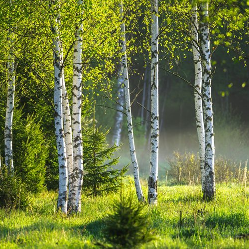 Dura Heat River Birch