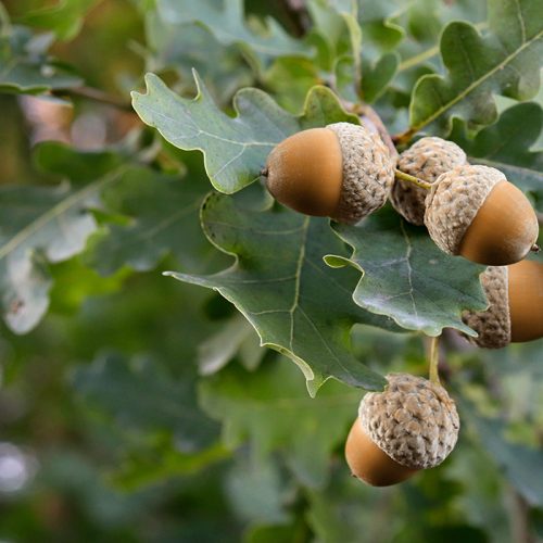 Quercus – Oak Tree