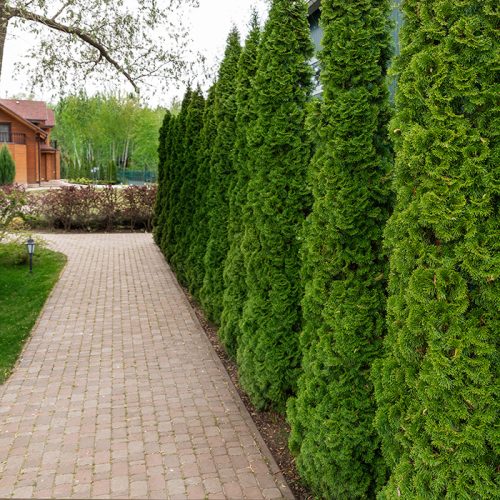 Thuja Occidentalis Emerald