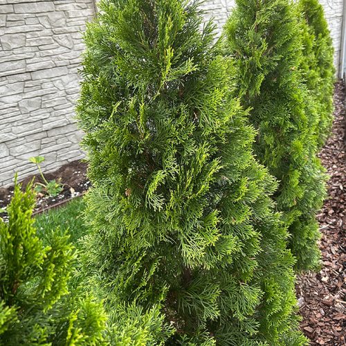 Thuja Occidentalis – Emerald (4 ft)