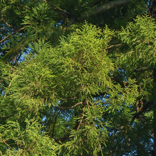 Thuja Occidentalis – Green Giant