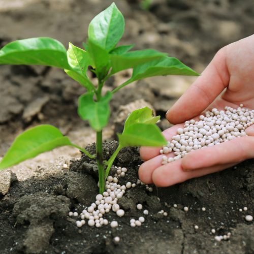 Female hand with fertilizer for plant over soil background