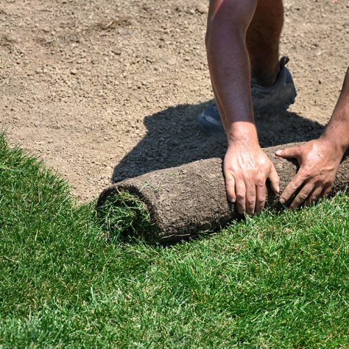 Sod – 2' x 5' Roll